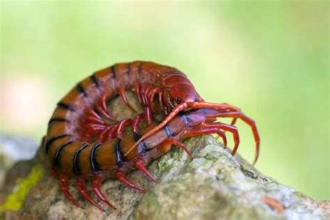 9 Spiritual Meaning of Centipedes (Spirit, Totem & Power Animal).